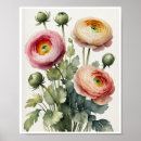 Recherche de ranunculus posters Aquarelle