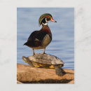 Recherche de cavité cartes postales Aviaire