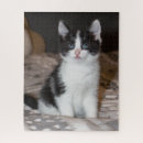 Recherche de chaton noir puzzles Chatte