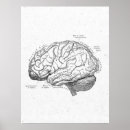Recherche de diagramme posters Cerveau