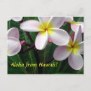 Recherche de aloha fleurs cartes postales Botanique