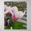 Recherche de bourgeons de magnolia Élégant