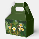Recherche de frangipani ballotins Plumérie