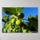 Recherche de figues posters Fruit