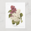 Recherche de lilas cartes postales Botanique