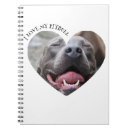 Recherche de pitbull carnets Chiot
