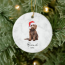 Recherche de goldendoodle Amoureux des chiens