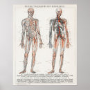 Recherche de anatomie vintage posters Diagramme