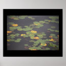 Recherche de nénuphars posters Nature