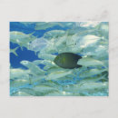 Recherche de rayures cartes postales Animal