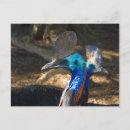 Recherche de cassowary posters Inepte