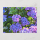 Recherche de hortensia bleu cartes postales Fleurs