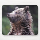 Recherche de ours gris tapis souris Faune
