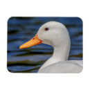 Recherche de aquatique magnets Blanc