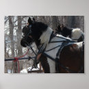Recherche de cheval travail posters Amish