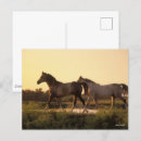Recherche de cheval arabe cartes postales Chevaux