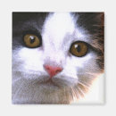 Recherche de minou refrigérateur magnets Felines