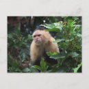 Recherche de singe capucin posters Jungle
