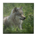 Recherche de loup carreaux Animaux