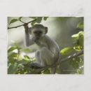Recherche de monkey cartes postales Plein air