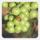 Recherche de vignobles français autocollants Raisin