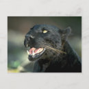 Recherche de phases cartes postales Noir