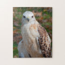 Recherche de queue puzzles Raptor