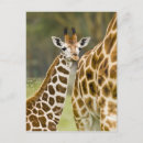 Recherche de girafe bébé cartes postales Nature
