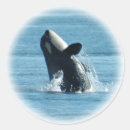 Recherche de orca autocollants Baleine