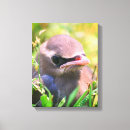 Recherche de artiste naissant Oiseau
