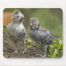 Recherche de poussin tapis souris Poulet