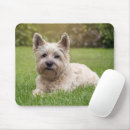 Recherche de chien westie tapis souris Chiot