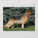 Recherche de chien de berger cartes postales Deutscher schaferhund