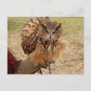 Recherche de eurasien cartes postales Chouette