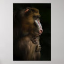 Recherche de babouin posters Safari