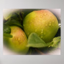 Recherche de vert pomme posters Fruit