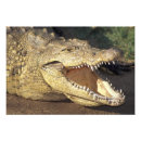 Recherche de nil posters Crocodile