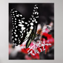 Recherche de vintage butterfly posters Butterflies