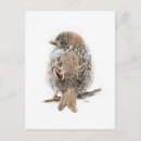 Recherche de moineau cartes postales Oiseau