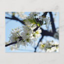 Recherche de fleur de prune cartes postales Fleurir
