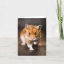 Recherche de syrien cartes postales Rongeur