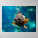 Recherche de oeil de poissons Océan