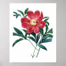 Recherche de pivoine rouge posters Botanique