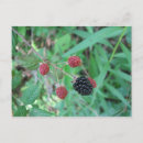 Recherche de mûre cartes postales Fruits