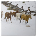 Recherche de courant carreaux Animal