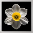 Recherche de daffodil posters Bouquet