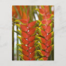 Recherche de heliconia cartes postales Fleur