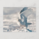 Recherche de hibou neige cartes postales Superstock