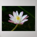 Recherche de fleur de lys posters Mère