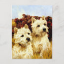 Recherche de chien westie cartes postales Gauches